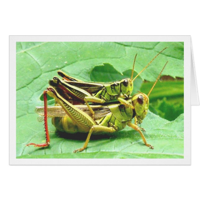 Grasshoppers on Zucchini (Front Horizontal)