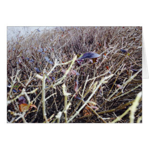 Grassy Flowers, My View