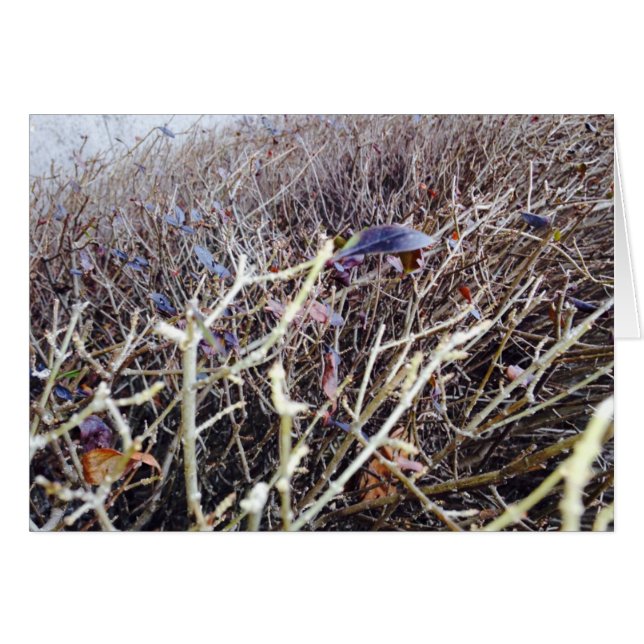 Grassy Flowers, My View (Front Horizontal)