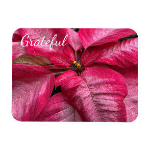 Grateful Poinsettia Magnet