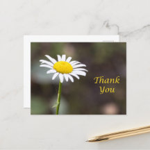 Gratitude Blooms: A Wild Daisy Thank You