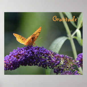 Gratitude Butterfly Poster