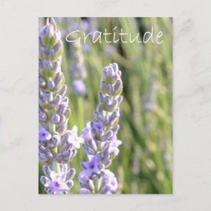 Gratitude Postcard