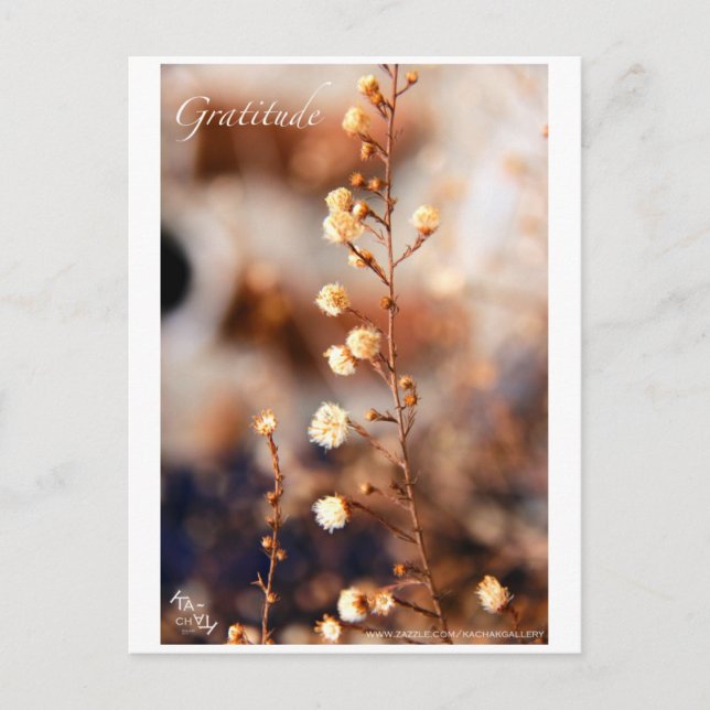 GRATITUDE POSTCARD (Front)