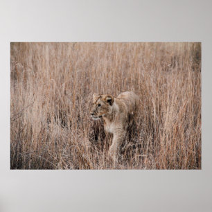 GRAY AND BROWN LION SURROUNDED BY BROWN GRASS POSTER
