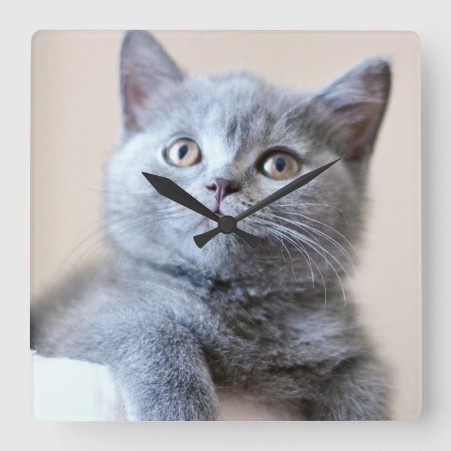 Gray British Shorthair Cat Square Wall Clock (Front)
