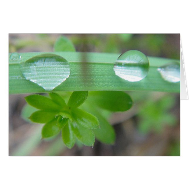 Gray card 3 large drops of water on grass, blank (Front Horizontal)