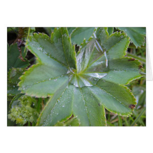 Gray card Female's leaf with water drop