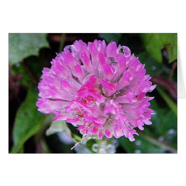 Gray card pink clover with ice crystals (Front Horizontal)