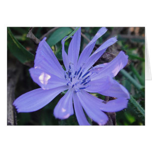 Gray card pretty blue wild flower, blank