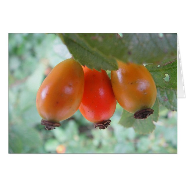 Gray card three skins, blank (Front Horizontal)