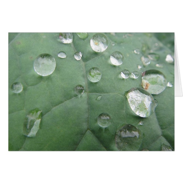 Gray card water drop on gray green sheet (Front Horizontal)