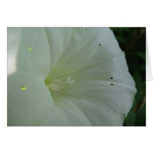 Gray card white wind blossom, blank