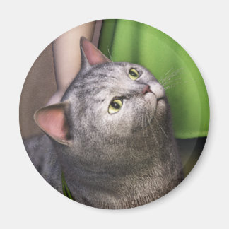 Gray Cat 3 Magnet