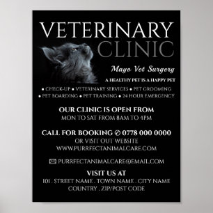 Gray Cat, Veterinarian, Veterinary Service Advert Poster