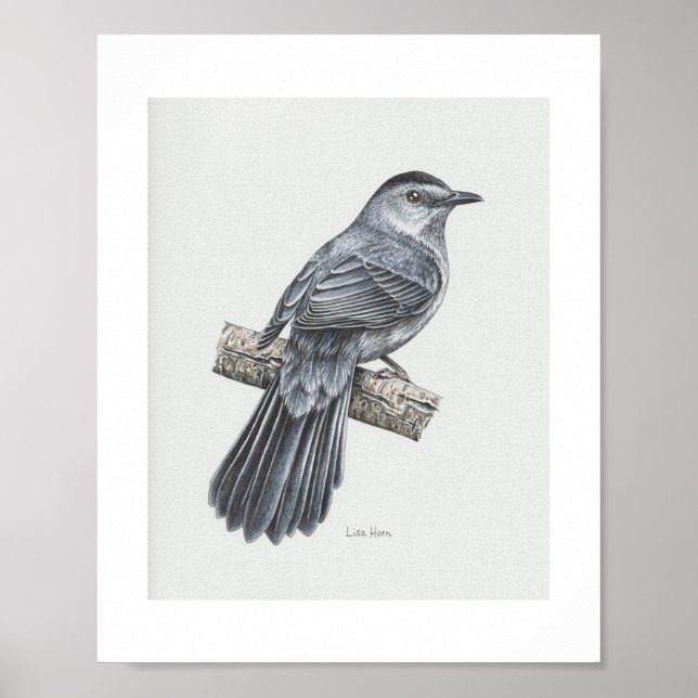 Gray Catbird Art Print (Front)
