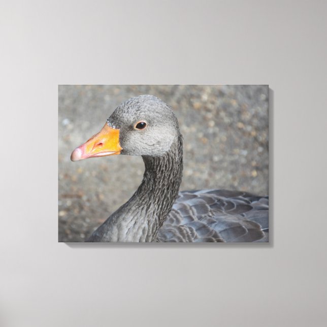 Gray duck up close canvas print (Front)
