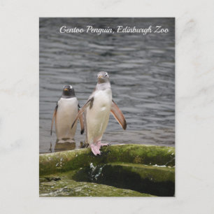 Gray Gentoo Penguin Edinburgh Zoo Scotland  Postcard
