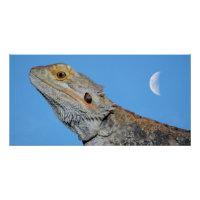 Gray Lizard and half moon