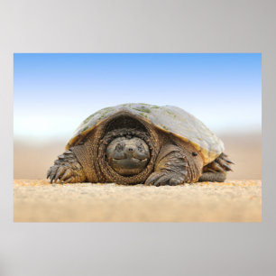GRAY SAND TURTLE POSTER