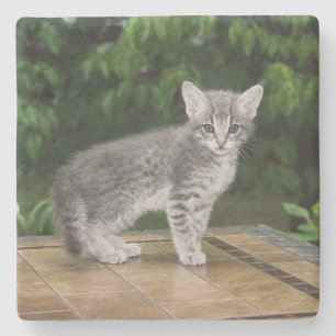 Gray Savannah Cat Square Coaster