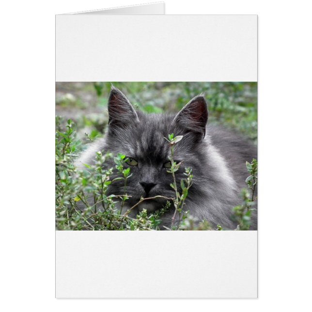 Gray Siberian Kitten (Front)