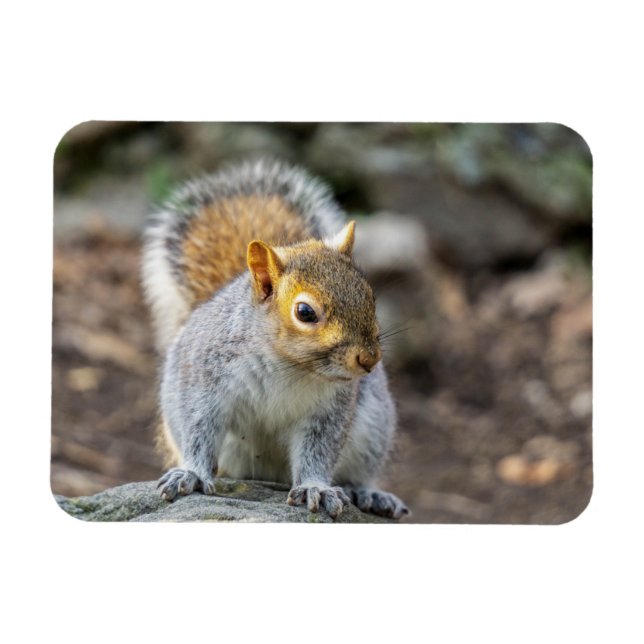 Gray squirrel magnet (Horizontal)