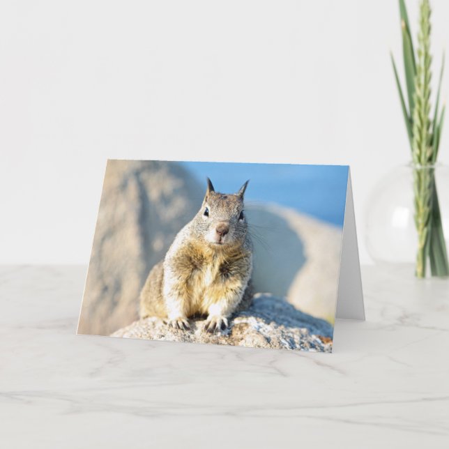 Gray squirrel, Monterey Bay, California Card (Front)