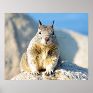 Gray squirrel, Monterey Bay, California Poster
