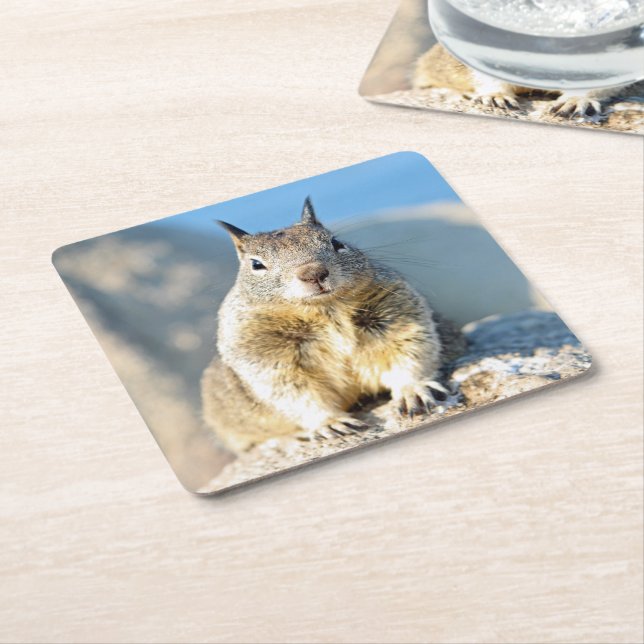 Gray squirrel, Monterey Bay, California Square Paper Coaster (Angled)