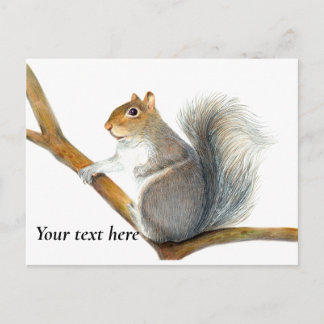 Gray Squirrel Pencil Drawing Artwork Postcard