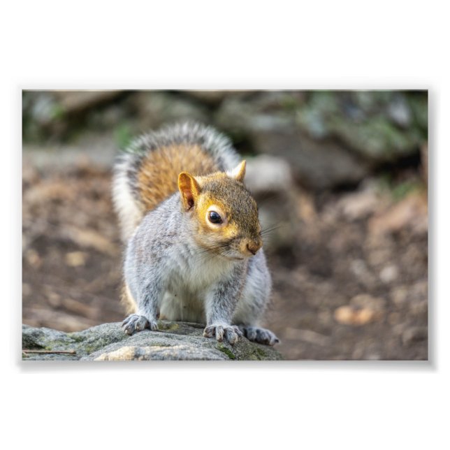 Gray squirrel photo print (Front)