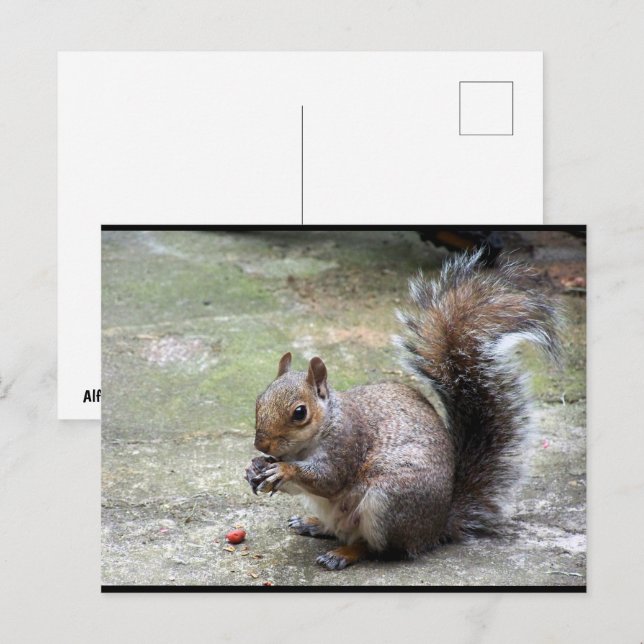 Gray Squirrel Portrait Postcard (Front/Back)