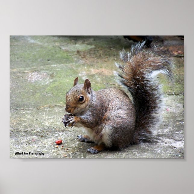 Gray Squirrel Portrait Poster (Front)