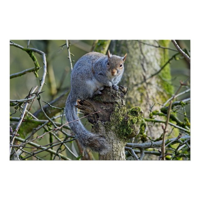 Gray squirrel sitting in a tree poster (Front)