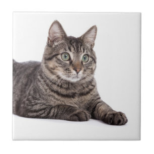 Gray Tabby Cat Ceramic Tile