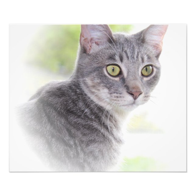 GRAY TABBY CAT PRINT (Front)
