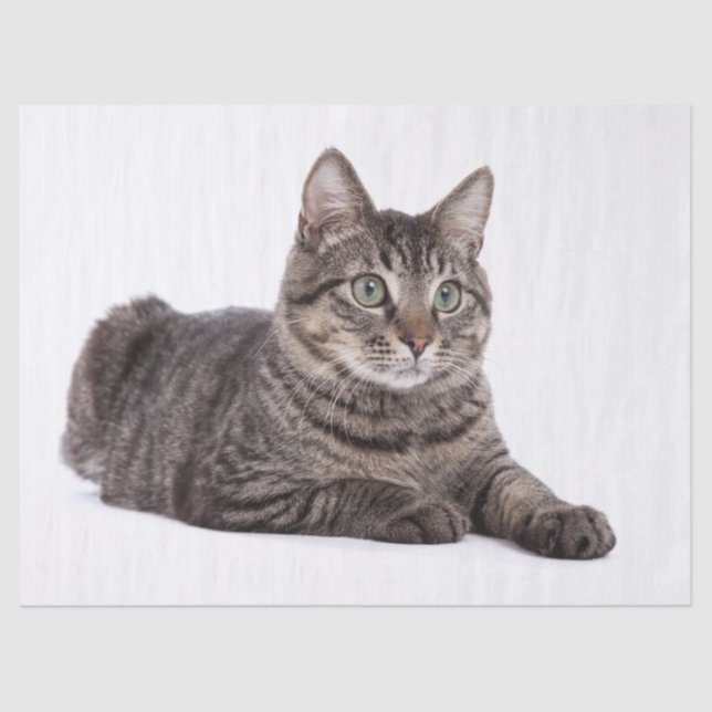 Gray Tabby Cat Tissue Paper (Front)