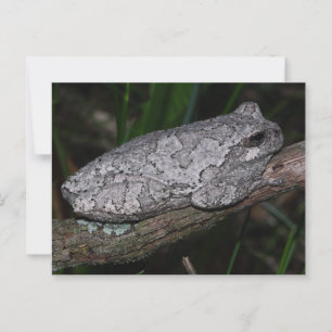 Gray Tree Frog Postcard