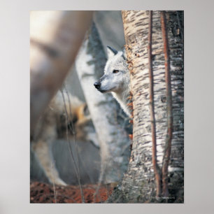Gray Wolf Behind Tree Poster