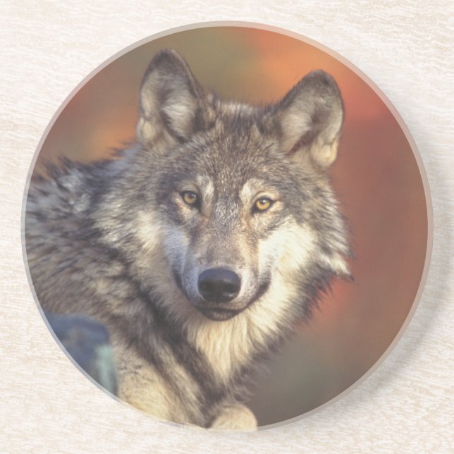 Gray Wolf Coasters (Front)
