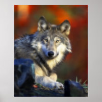 Gray Wolf, Endangered Species Digital Photography