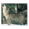 Gray Wolf howling