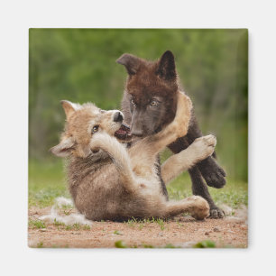 Gray Wolf Pups Wresting Magnet