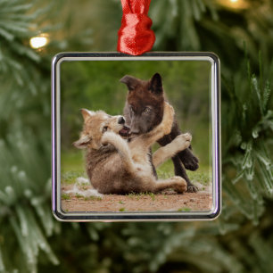 Gray Wolf Pups Wresting Metal Ornament