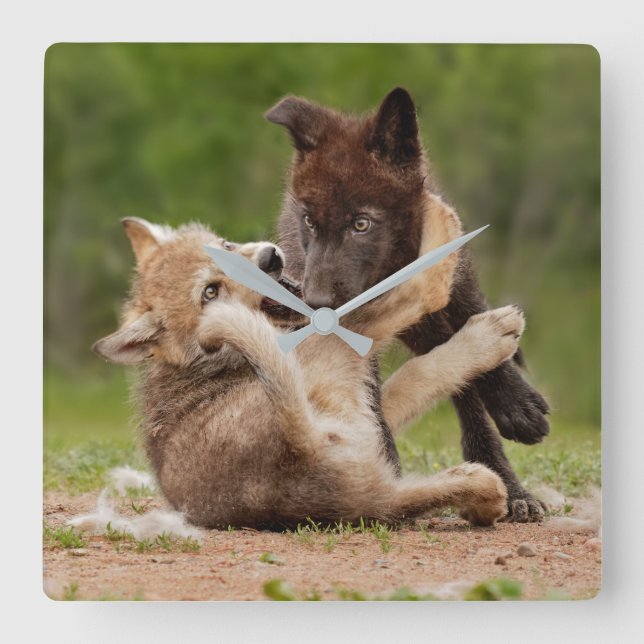 Gray Wolf Pups Wresting Square Wall Clock (Front)