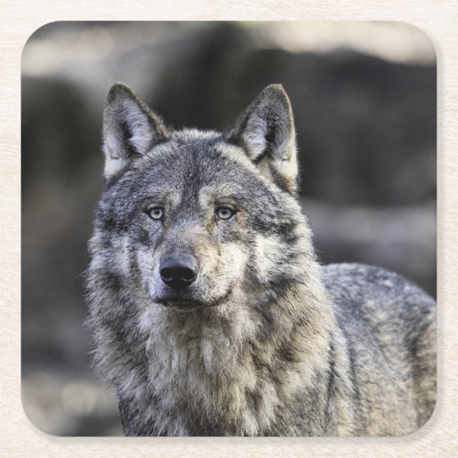 Gray Wolf Square Paper Coaster (Front)