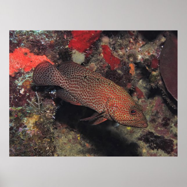 Graysby Poster (Front)