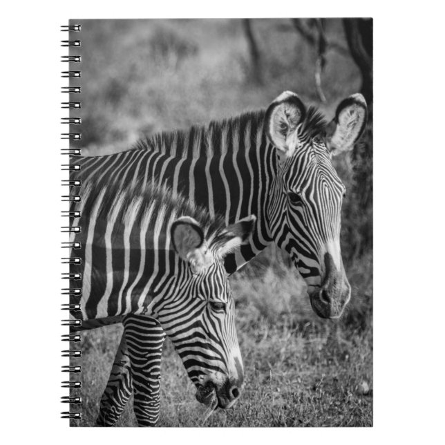 GRAYSCALE PHOTO OF ZEBRAS NOTEBOOK (Front)