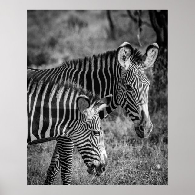 GRAYSCALE PHOTO OF ZEBRAS POSTER (Front)